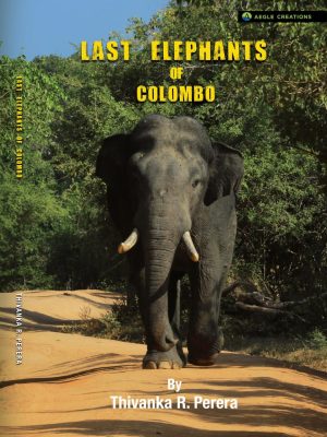 Last Elephants of Colombo